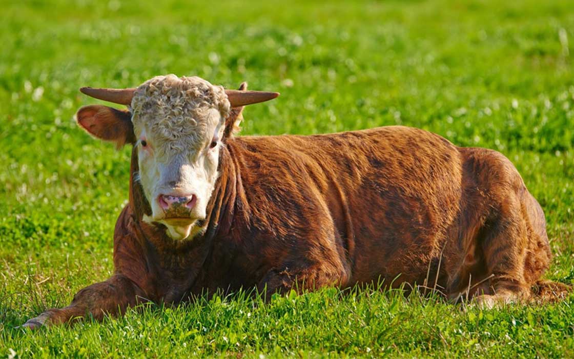 Cow in a field