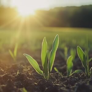 Crops growing in a field