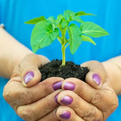 Introduction to Biostimulants